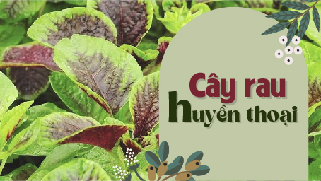 Cây Rau Huyền Thoại