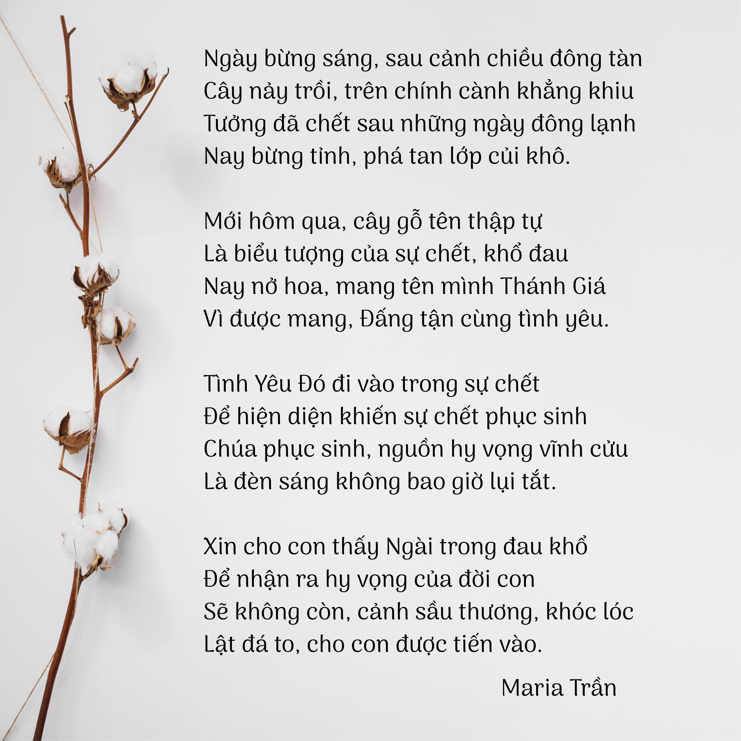 Sự sống trong cành củi khô